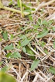 Bindweed growing trough a mulching in a garden