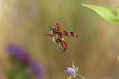 Checkered Beetle in flight and flower Burgundy France