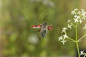 Checkered Beetle in flight and flower Burgundy France