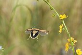 Shield Bug in flight and flower Burgundy France