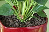 Pozzolana around an anthurium 'Pink Champion' in pot