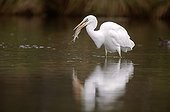 Great Egret swallowing a pike in a river France 