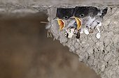 Young House Martins at nest France 