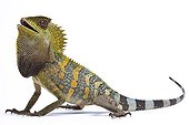 Chameleon Forest Dragon from Java in studio