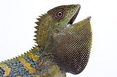 Portrait of a Chameleon Forest Dragon from Java in studio