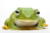 Reinwardt's Tree Frog from Indonesia in studio