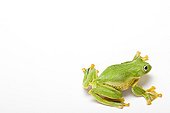 Reinwardt's Tree Frog from Indonesia in studio