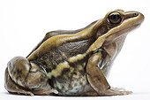 Galam White-lipped Frog native to Africa in studio