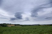 Stormy sky before the rain in summer in Gers France ; Cloud type altocumulus lenticularis in a uniform layer of nimbostratus