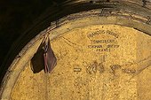 Greater horseshoe bat resting on a barrel Gers France