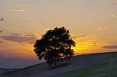 Oak isolated at sunset in rural France 