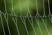 Dew on a web of Epeira France