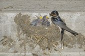 Barn Swallow feeding its nestlings France 