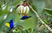 Red-legged Honeycreeper on a Clusia fruit French Guiana ; The Clusia fruit open like a star, offering their orange seeds for birds that disperse them.
