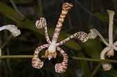 Orchid in Guyana