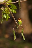 Bee-eater between two lugs Thailand 