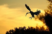 Sacred Ibis landing at dusk Pont de Gau Camargue 