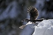 Spotted Nutcracker flying away with seed Valais Switzerland