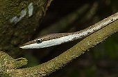 Brown Vine snake crawling along a branch Guyana