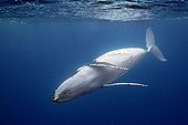 Humpback whale dancing underwater South Pacific Tonga
