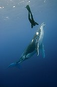 Humpback whale and diving South Pacific Tonga