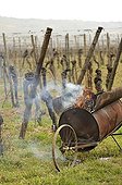 Burning of cut branches in the vineyard in Alsace France