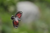 Wallcreeper flight with insects in beak Alps France 