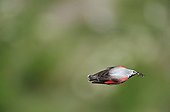 Wallcreeper flight with insects in beak Alps France 