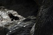 Wallcreeper flying over rocks Alps France