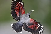 Wallcreeper flight with insects in beak Alps France 