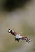 Wallcreeper in flight with Fecal sac in beak Alps France