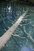 Conifer underwater Plitvice Lakes NP in Croatia 