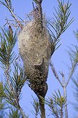 Nest armyworm pine France 