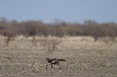 Brown snake Eagle fighting Cobra Madikwe GR South Africa