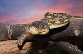 Portrait of Timor Python at dusk