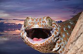 Portrait of Tokay Gecko at dusk Missol Indonesia 