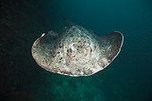 Blotched Fantail Stingray North Ari Atoll Maldives