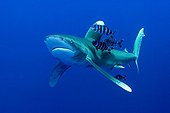 Oceanic Whitetip Shark in Red sea Egypt