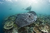 Diver and Blotched Fantail Stingray North Ari Atoll Maldives