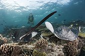 Diver and Blotched Fantail Stingray North Ari Atoll Maldives