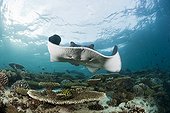 Blotched Fantail Stingray North Ari Atoll Maldives