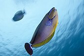 Bignose Unicornfish South Male Atoll Maldives