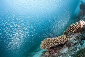 Sardine Fusiliers over Coral Reef South Male Atoll Maldives