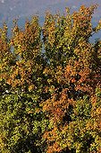 Almond-leaf pear in autumn color Provence France