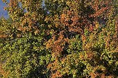 Almond-leaf pear in autumn color Provence France