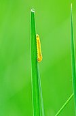 Sawfly on a blade of grass Touraine France 