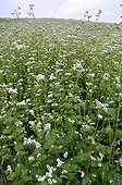 Field Buckwheat blossoms Pleateau de Millevaches Limousin 