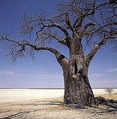 Baobab overlooks the huge Kudiakam salt pan Botswana ; part of the historic Thomas Baines baobab