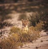 Black-backed jackal Kalahari desert South Africa
