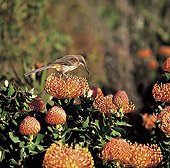 Cape Sugarbird feeding on a protea bush South Africa